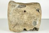 Fossil Whale Caudal Vertebra - Yorktown Formation #202250-2